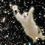 space-cat