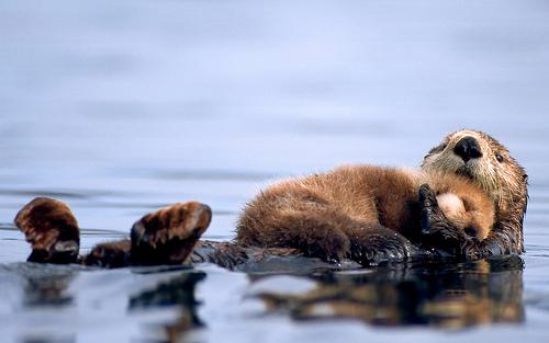 Cuddle Otters ASB.jpg