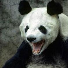 Reared Panda