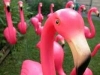 FlamingoLingo