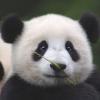 "Panda"monium