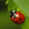 ladybug3
